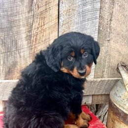 Plum - Phantom female Assorted Doodle Crosses puppy in Randolph, Utah from Dry Canyon Pups