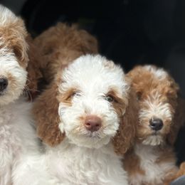 Girl 5 - Parti Goldendoodle puppy in Rialto, California from Bridge City Doodles