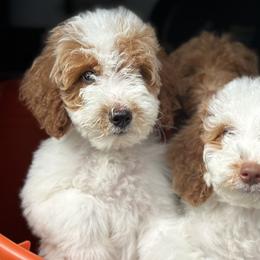 Girl 5 - Parti Goldendoodle puppy in Rialto, California from Bridge City Doodles