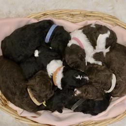 Labradoodles from SOLA Doodles