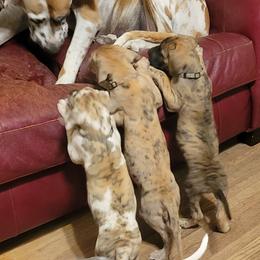 Great Dane puppies from RCM Great Danes