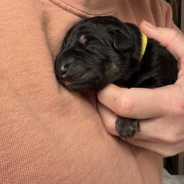 Girl - Black and tan female German Shepherd puppy in Windsor, Colorado from German Shepherds