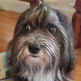 Suki - Havanese