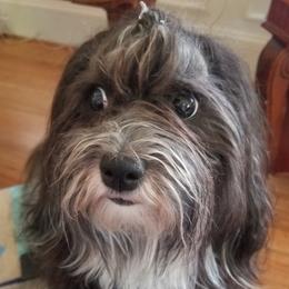Suki - Havanese