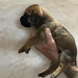 Fawn no collar - Fawn male Cane Corso puppy in Paris, Texas from Knucklehead Cane Corso