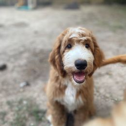 Chris - Red  Goldendoodle puppy in Humble, Texas from Texas Shine Doodles