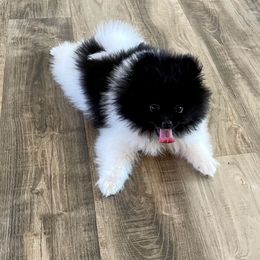 Pomeranian Puppies from Nikki’s lil Pomeranians