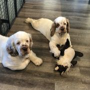 Clumber Spaniel Puppies from Creswick Clumber Spaniels