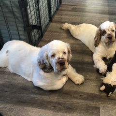 Clumber Spaniel Puppies from Creswick Clumber Spaniels