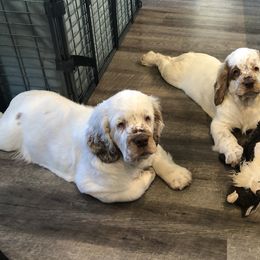 Clumber Spaniel Puppies from Creswick Clumber Spaniels
