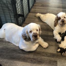 Clumber Spaniel Puppies from Creswick Clumber Spaniels