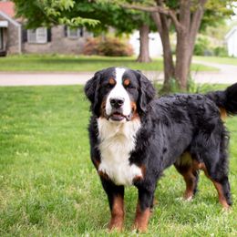 Bernedoodle, Bernese Mountain Dog, and Goldendoodle All Grown Up from Bernedoodles of the Ozarks