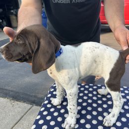 German Shorthaired Pointer All Grown Up from Vought's GSP Pups