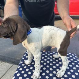 German Shorthaired Pointer All Grown Up from Vought's GSP Pups