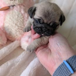 Daphnie - Fawn female Pug puppy in Vancouver, Washington from Swift Pugs