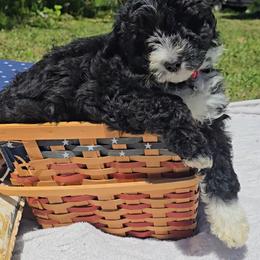 Luna - Black and white female Aussiedoodle puppy in Silverton, Oregon from Silverton Doodles
