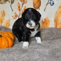 Clove - Black and white female Sheepadoodle puppy in Austin, Texas from Darling Doodles