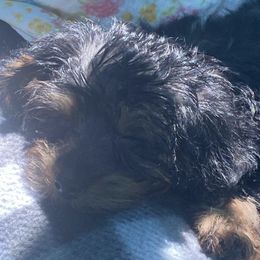 Yorkipoos from Tru's Poo's
