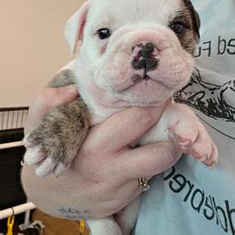 Red - Red brindle and white male Bulldog puppy in Walhalla, South Carolina from Lowery's English Bulldogs