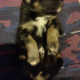 Australian Shepherd Puppies from Southern Boy Blues Aussies