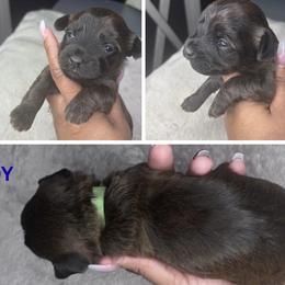 Lime Green Male - Black and tan male Yorkshire Terrier puppy in Crandall, Texas from Dee’s pretty puppies