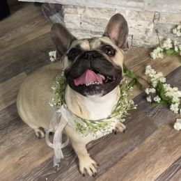 Ava - French Bulldog