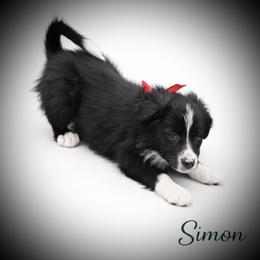 Simon - Black and white male Border Collie puppy in Cleveland, North Carolina from Morning Glory Farm-border collies/Beyond Brilliant Dog Co.