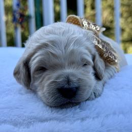 Boy 6 - male Goldendoodle puppy in Rainier, Oregon from Beaver Springs Puppies