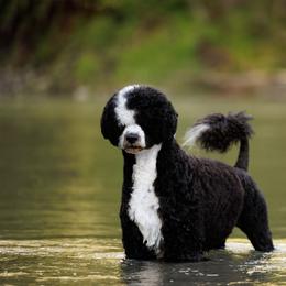 Scandal - Portuguese Water Dog