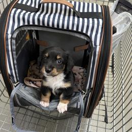 Mouse - Black and tan male Dachshund puppy in Henrico, Virginia from All About Pets