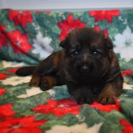 German Shepherd Puppies from Anderson German Shepherds LLC