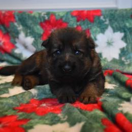 German Shepherd Puppies from Anderson German Shepherds LLC