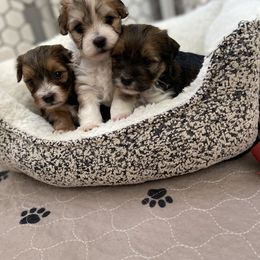 Havanese and Havapoo Puppies from Ladypawspuppies