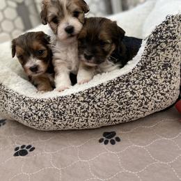 Havanese and Havapoo Puppies from Ladypawspuppies