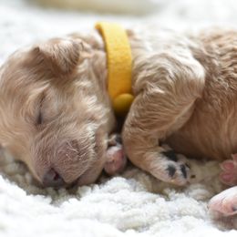 Goldendoodle Puppies from Edge Farm Goldendoodles