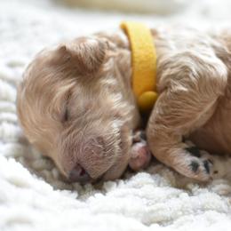 Goldendoodle Puppies from Edge Farm Goldendoodles