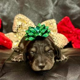 Saint- Shaded Cream- Price Listed - Cream male Dachshund puppy in Biloxi, Mississippi from Southern Doxies Ms