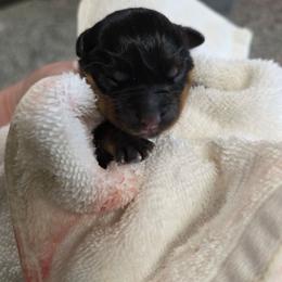 Girl 1 - Black and tan female Rottweiler puppy in Stanton, Kentucky from Vom Hause Alistair