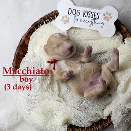 Macchiato RED COLLAR  Boy    3500 - Apricot male Goldendoodle puppy in Corona, California from Fluffy Puppy Mini Doodles LLC
