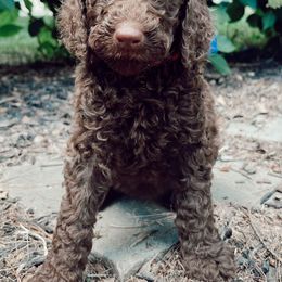 Poodles from Poodle Pups Kennel