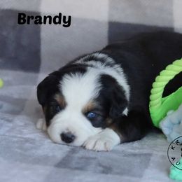 Brandy - Black tri female Miniature Australian Shepherd puppy in Garden Plain, Kansas from Krazy K Aussies