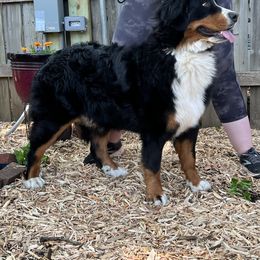 Bernese Mountain Dog and Pembroke Welsh Corgi All Grown Up from Concerto Corgis