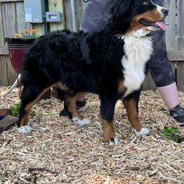 Bernese Mountain Dog and Pembroke Welsh Corgi All Grown Up from Concerto Corgis