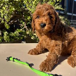 Boy 1 - Red  male Goldendoodle puppy in Sacramento, California from Golden doodles  Lovers