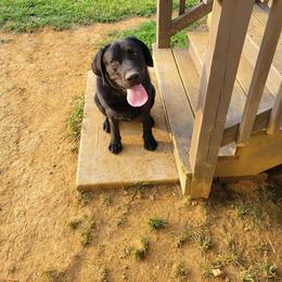 Labrador Retriever All Grown Up from BlackWater Gun Dogs