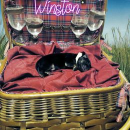 German Shepherd Puppies from Shepherd's Watch