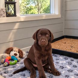 Girl 3 - Chocolate female Labrador Retriever puppy in Wauconda, Illinois from Oksana's Labrador Retrievers