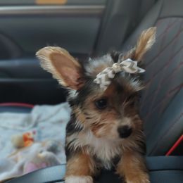 Bloodhound and Yorkshire Terrier All Grown Up from Buckingham Bloodhounds