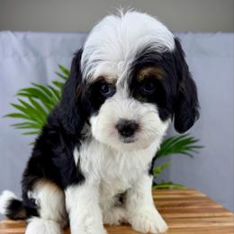 Faith - Black and white female Cavapoo puppy in Huntington, West Virginia from McCloud’s Poodles & Doodles