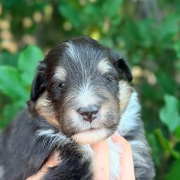 Summit - Black white and tan male Shetland Sheepdog puppy in Windsor, Colorado from Shirehill Shelties